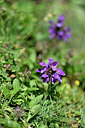 BUITEN BEELD Foto: 447295