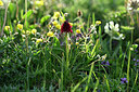 BUITEN BEELD Foto: 447299