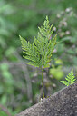 BUITEN BEELD Foto: 447302