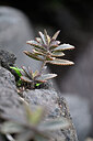 BUITEN BEELD Foto: 447314