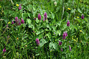 BUITEN BEELD Foto: 447315