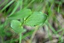 BUITEN BEELD Foto: 447318