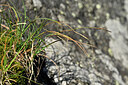 BUITEN BEELD Foto: 447322