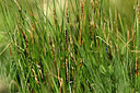 BUITEN BEELD Foto: 447329