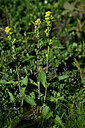 BUITEN BEELD Foto: 447337