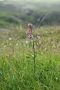 BUITEN BEELD Foto: 447342