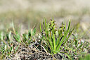 BUITEN BEELD Foto: 447343
