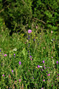 BUITEN BEELD Foto: 447358