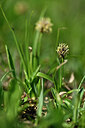 BUITEN BEELD Foto: 447360