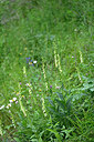BUITEN BEELD Foto: 447362