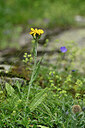 BUITEN BEELD Foto: 447377