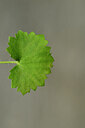 BUITEN BEELD Foto: 447384