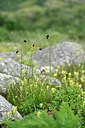 BUITEN BEELD Foto: 447406