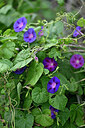 BUITEN BEELD Foto: 447411