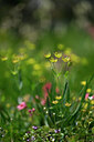 BUITEN BEELD Foto: 447421