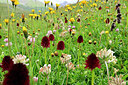 BUITEN BEELD Foto: 447427