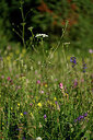 BUITEN BEELD Foto: 447429