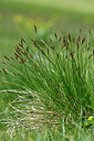 BUITEN BEELD Foto: 447437