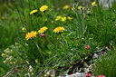 BUITEN BEELD Foto: 447452