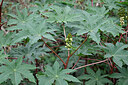 BUITEN BEELD Foto: 447462