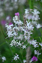 BUITEN BEELD Foto: 447473