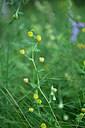 BUITEN BEELD Foto: 447475