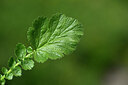 BUITEN BEELD Foto: 447477
