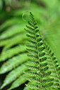 BUITEN BEELD Foto: 447480