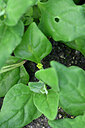 BUITEN BEELD Foto: 447481