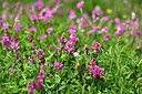 BUITEN BEELD Foto: 447483
