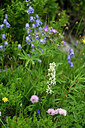 BUITEN BEELD Foto: 447484