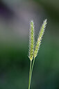 BUITEN BEELD Foto: 447490