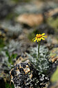 BUITEN BEELD Foto: 447496