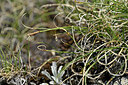 BUITEN BEELD Foto: 447503