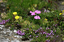 BUITEN BEELD Foto: 447507