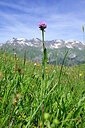 BUITEN BEELD Foto: 447508