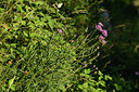 BUITEN BEELD Foto: 447512