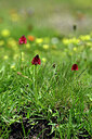 BUITEN BEELD Foto: 447515