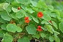 BUITEN BEELD Foto: 447521