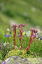 BUITEN BEELD Foto: 447528