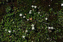 BUITEN BEELD Foto: 447545
