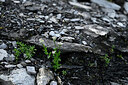 BUITEN BEELD Foto: 447553