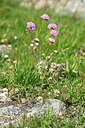 BUITEN BEELD Foto: 447556