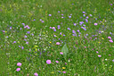 BUITEN BEELD Foto: 447559
