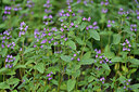 BUITEN BEELD Foto: 447569