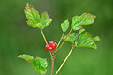 BUITEN BEELD Foto: 447573