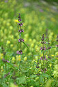 BUITEN BEELD Foto: 447578