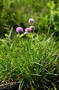 BUITEN BEELD Foto: 447580