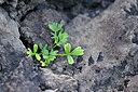BUITEN BEELD Foto: 447584