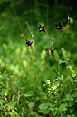 BUITEN BEELD Foto: 447588